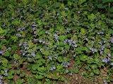 Glechoma hederacea