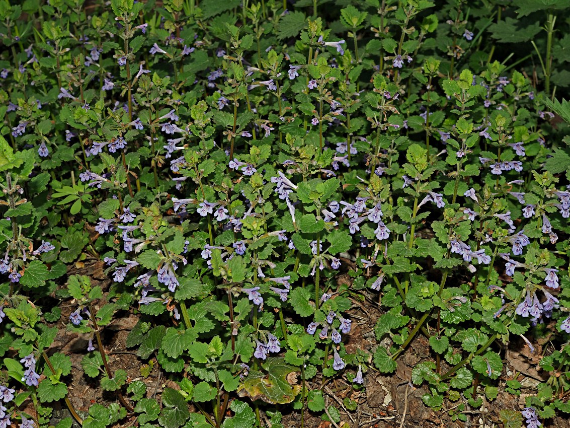 Изображение особи Glechoma hederacea.