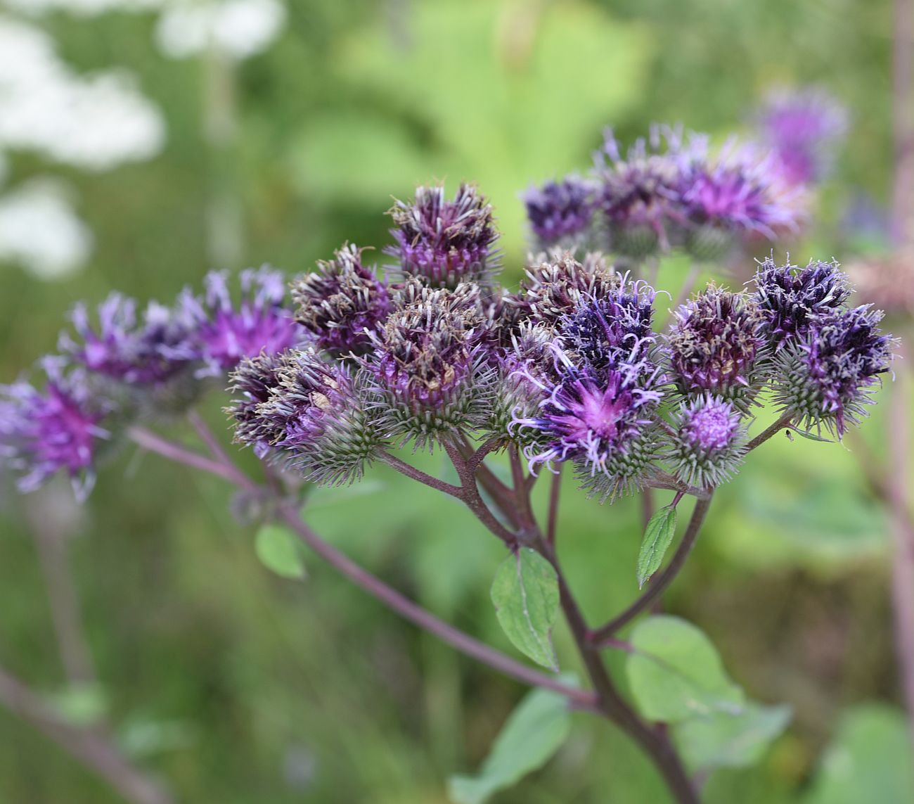 Изображение особи род Arctium.