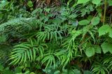 Pteris cretica. Спороносящее растение в сообществе с Polystichum braunii и Rubus. Грузия, Аджария, национальный парк \"Мтирала\", широколиственный лес, подножие крутого склона. 17.06.2023.