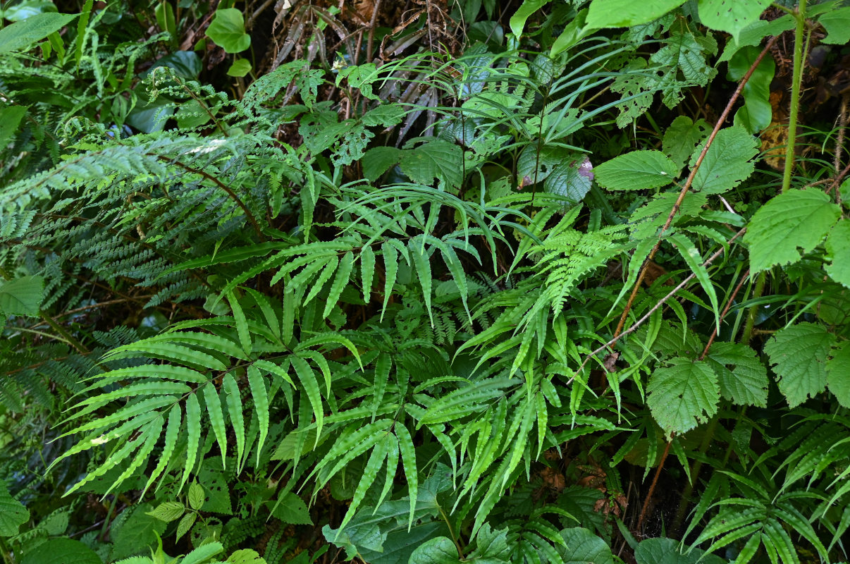 Image of Pteris cretica specimen.