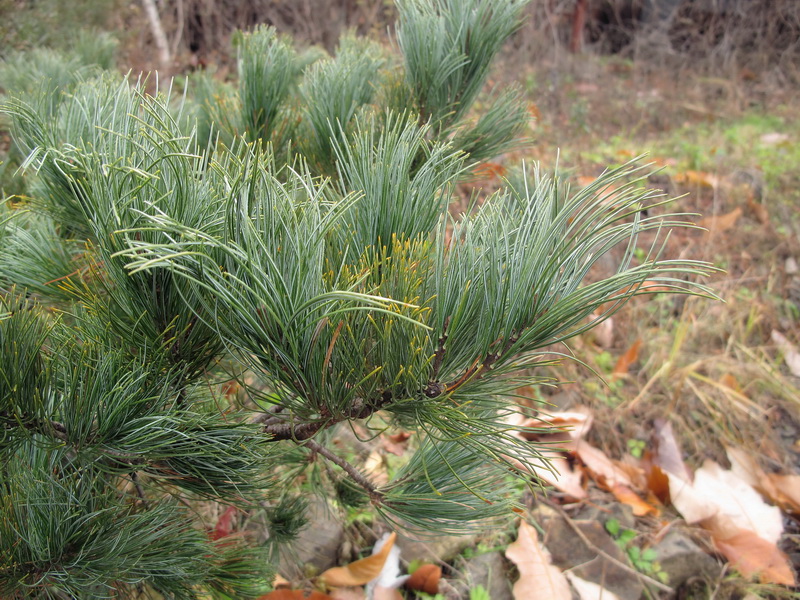 Image of genus Pinus specimen.