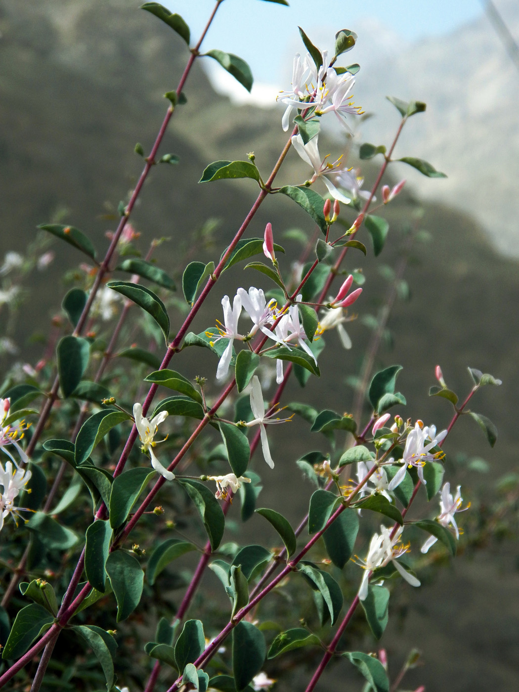 Image of Lonicera korolkowii specimen.