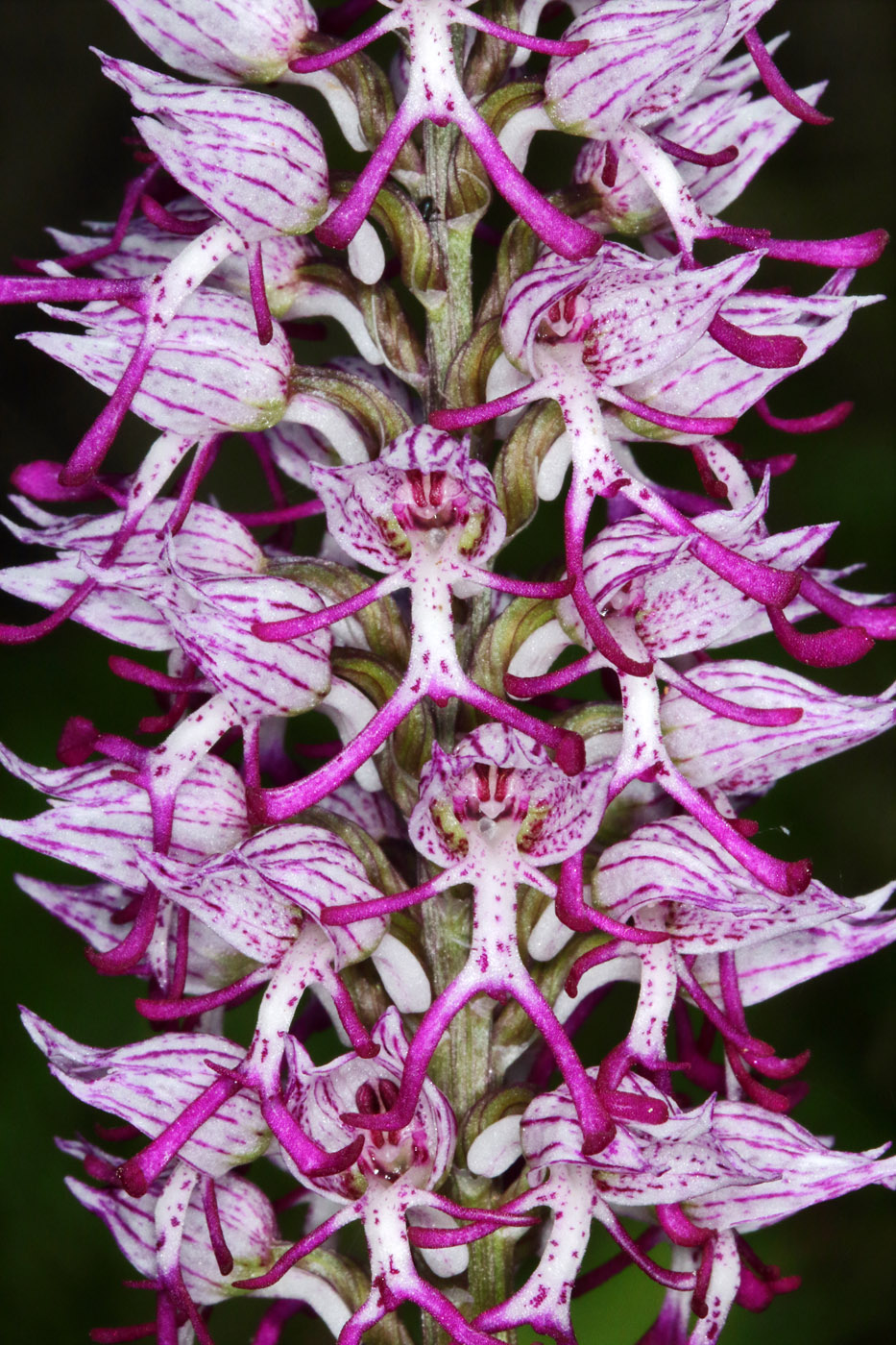 Image of Orchis simia specimen.