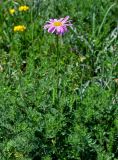 Pyrethrum coccineum