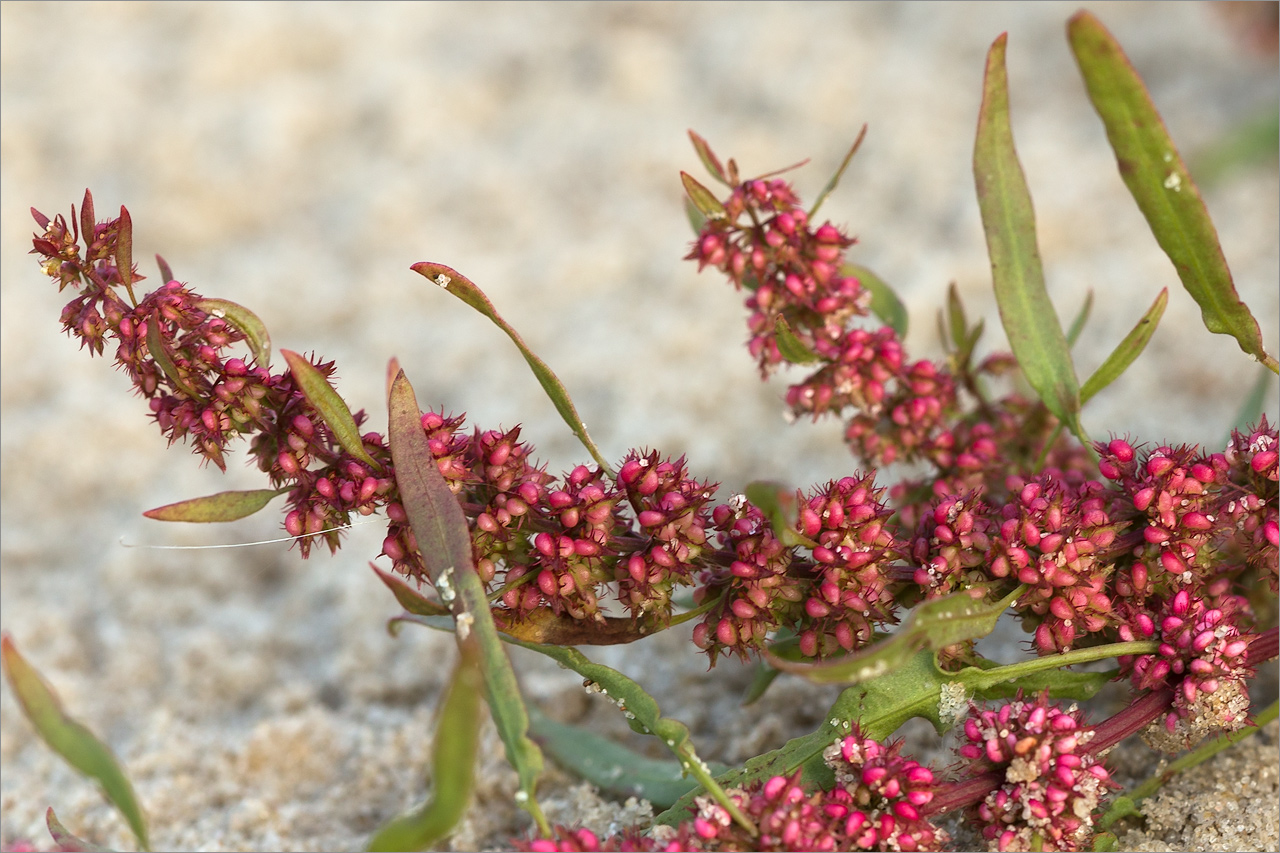 Изображение особи Rumex ucranicus.