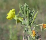 Oenothera depressa