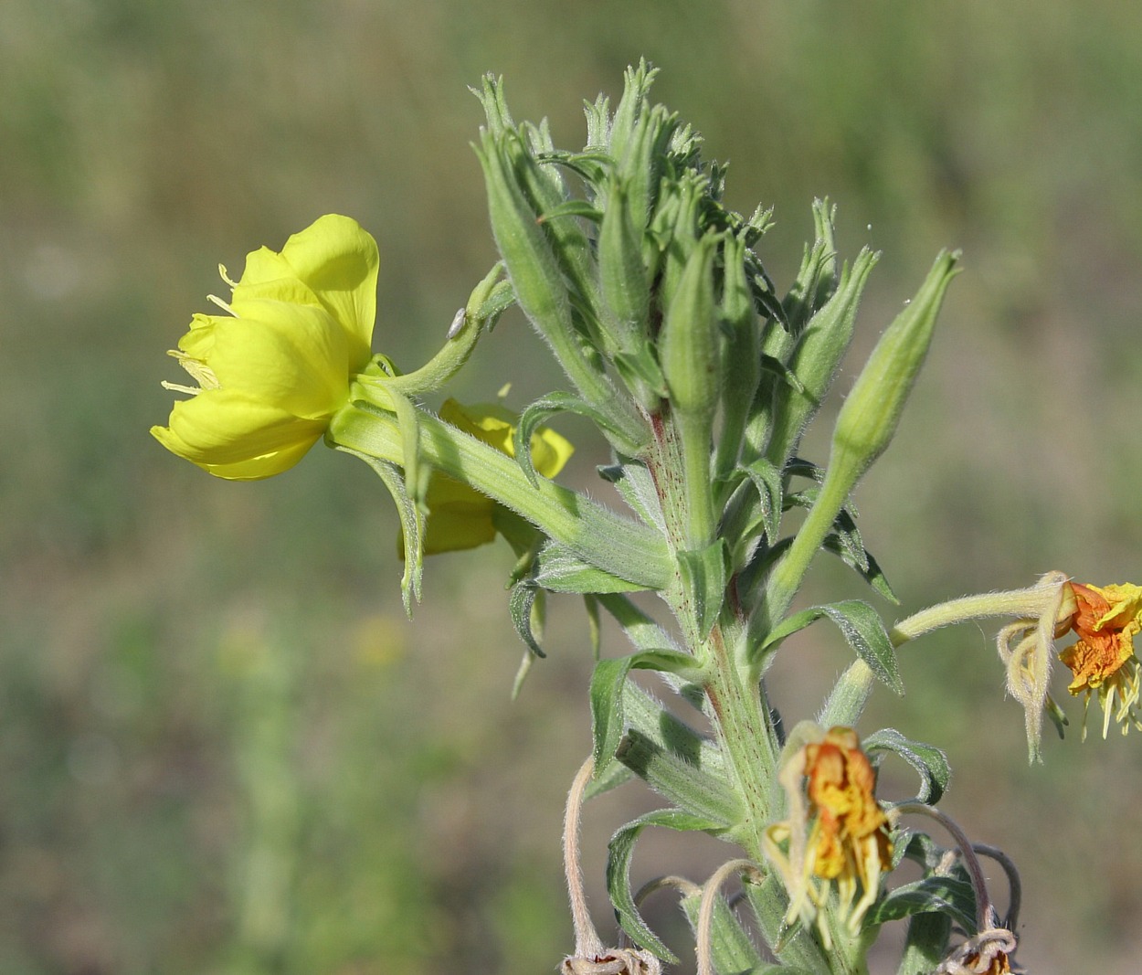 Изображение особи Oenothera depressa.