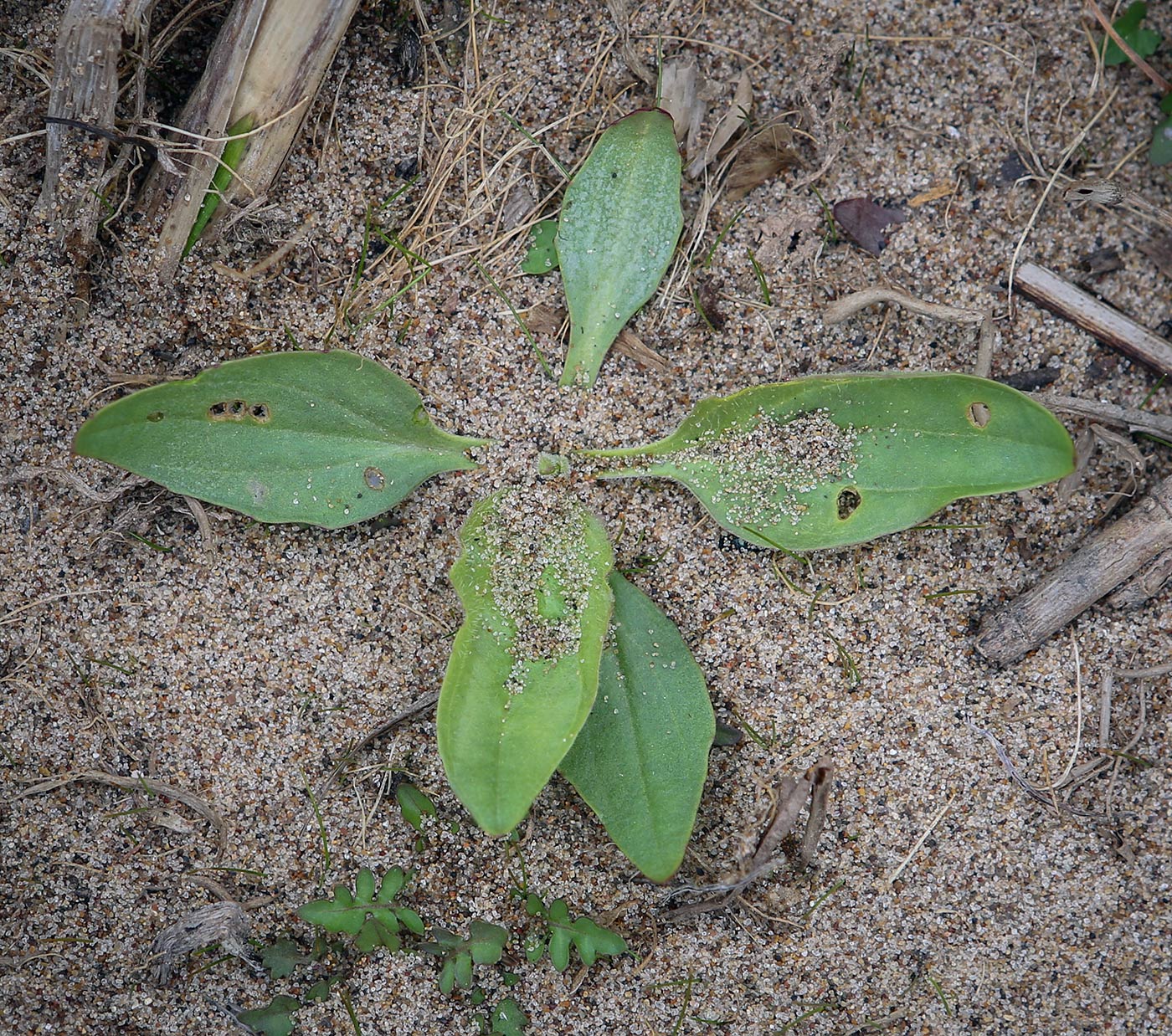 Изображение особи Plantago uliginosa.