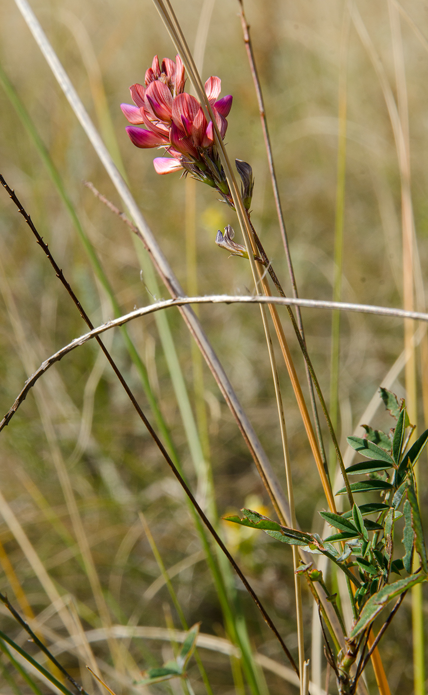 Изображение особи Onobrychis sibirica.