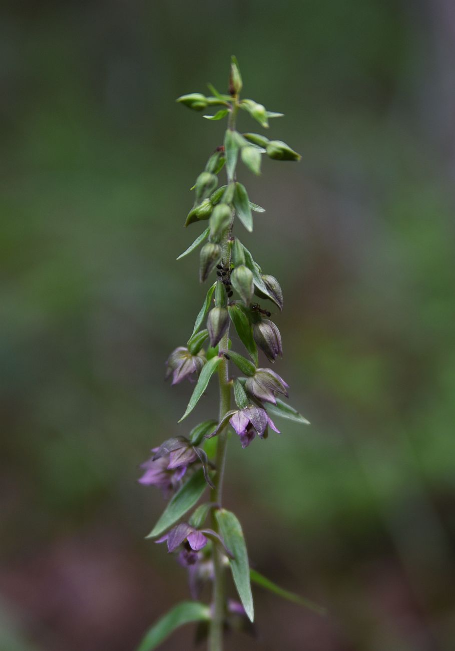 Image of Epipactis helleborine specimen.