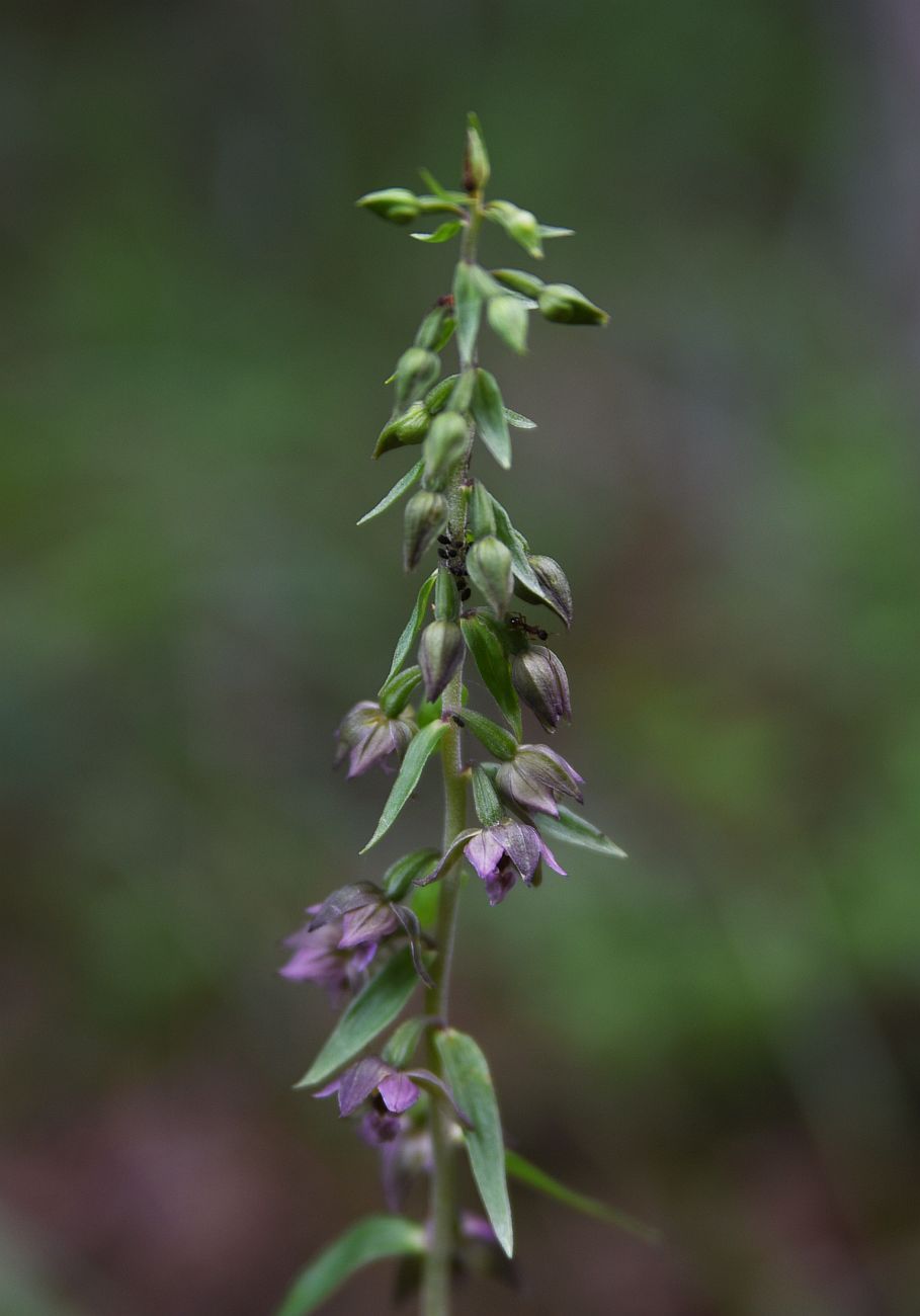 Изображение особи Epipactis helleborine.