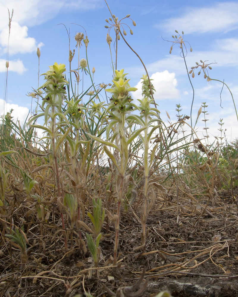 Image of Sideritis montana specimen.