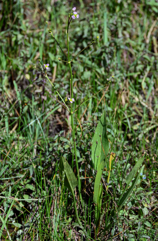 Image of Alisma lanceolatum specimen.