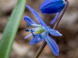 Scilla siberica