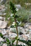 Phlomoides septentrionalis