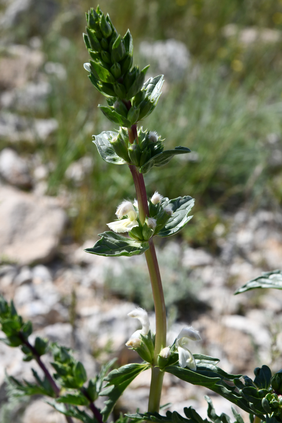 Изображение особи Phlomoides septentrionalis.