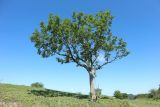Fraxinus excelsior
