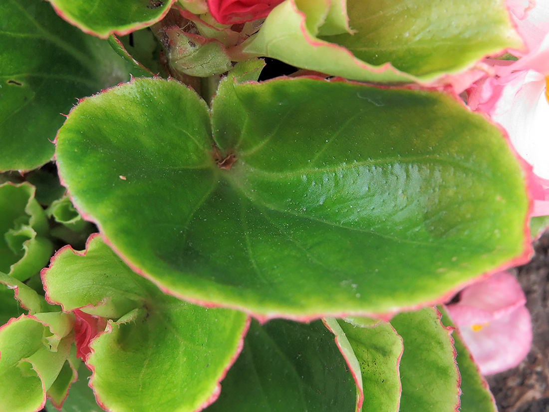 Image of Begonia &times; hortensis specimen.