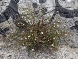 Erigeron karvinskianus. Цветущие и плодоносящие растения. Крым, г. Ялта, русло р. Учан-Су, на стене. 07.07.2024.