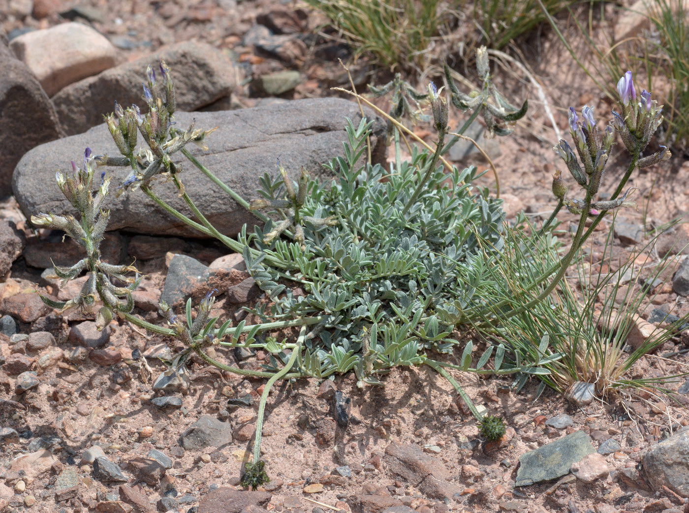 Image of Astragalus petraeus specimen.