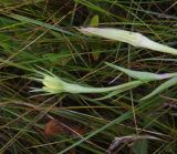 Tragopogon dubius ssp. major