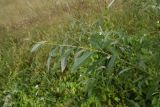 genus Salix. Веточка. Липецкая обл., Данковский р-н, окр. ур. Стрешнево, берег реки. 1 августа 2024 г.