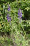 Salvia pratensis
