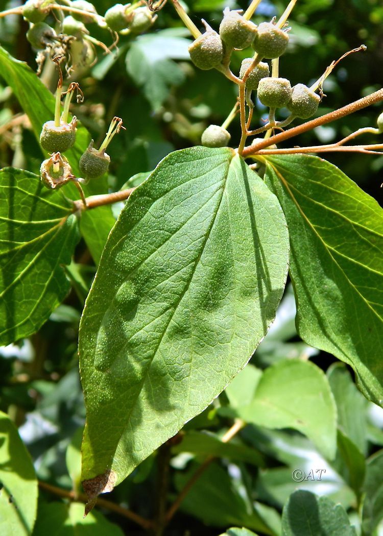 Image of genus Deutzia specimen.