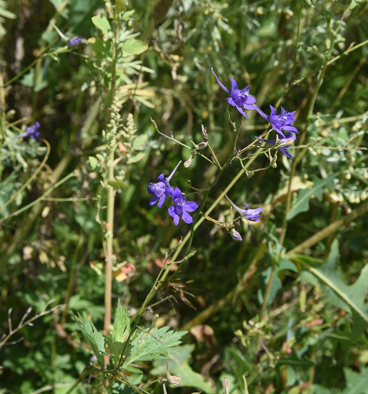 Image of Delphinium consolida specimen.