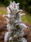 Stachys cretica