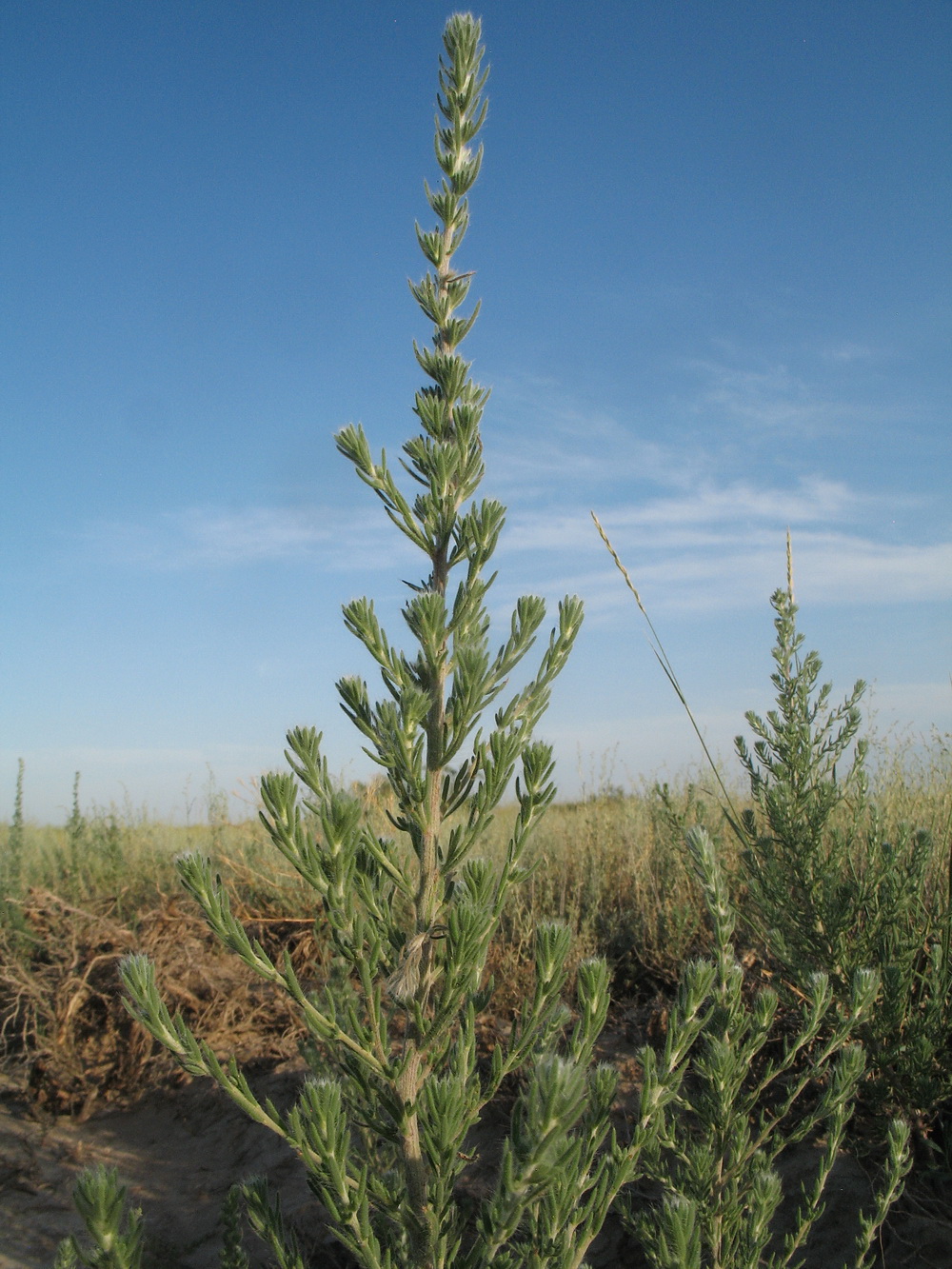 Image of Sedobassia sedoides specimen.