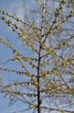 Larix kaempferi