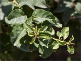 род Bougainvillea. Верхушка веточки. Турция, г. Анталья, Dokuma Park, в культуре. 01.06.2024.