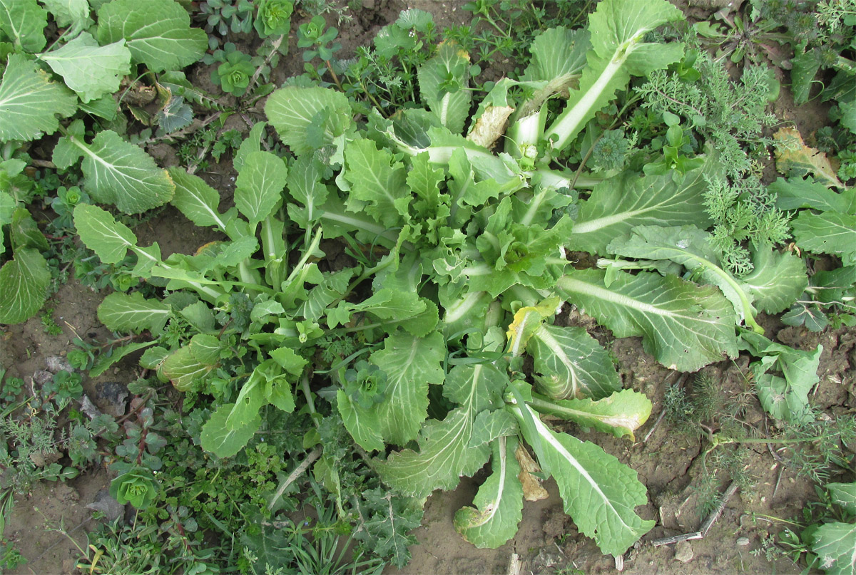 Изображение особи Brassica oleracea.