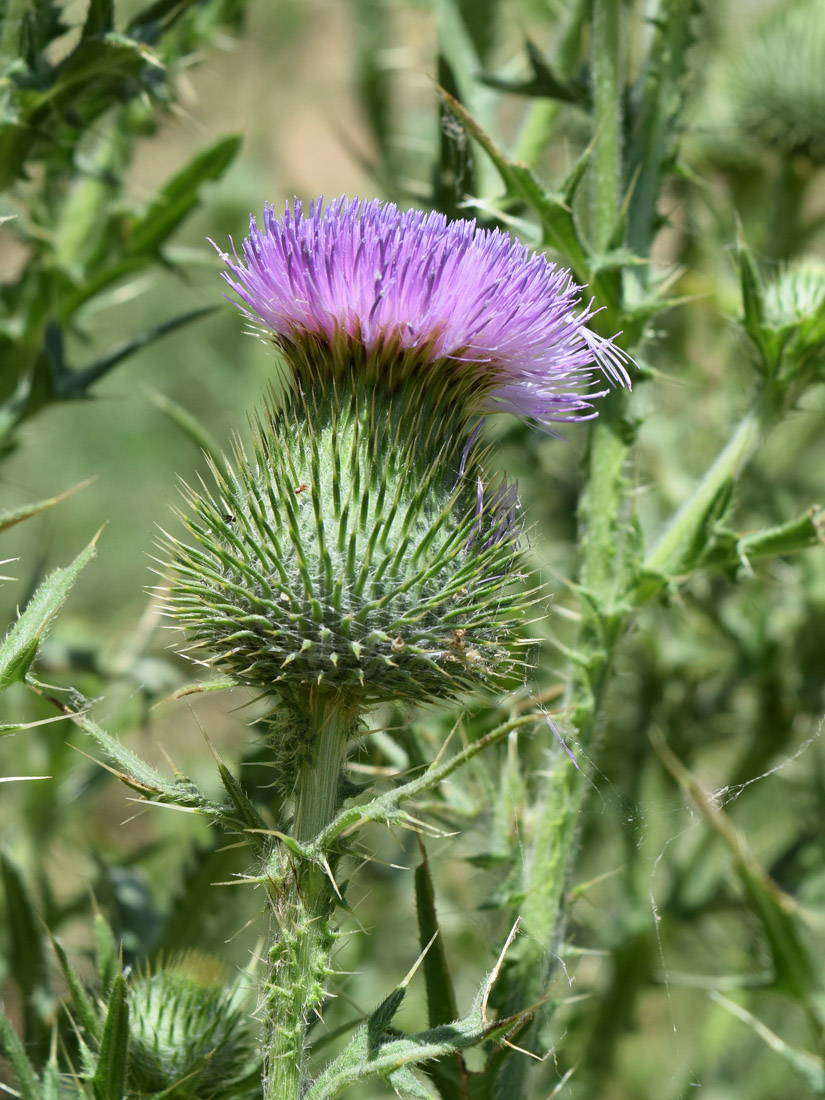 Изображение особи Cirsium vulgare.