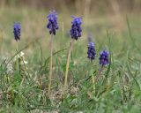 Muscari neglectum
