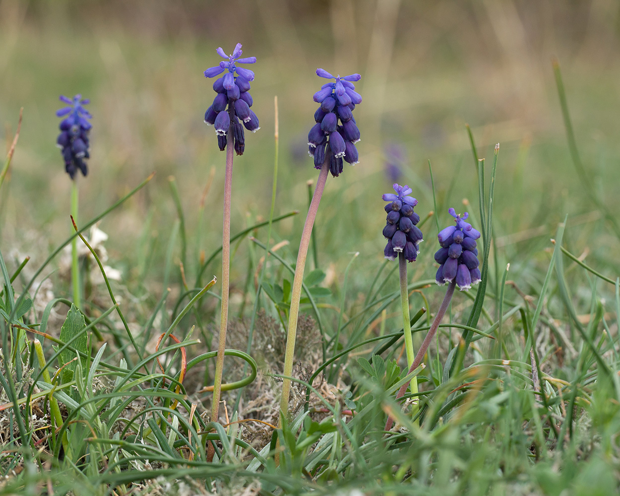 Изображение особи Muscari neglectum.
