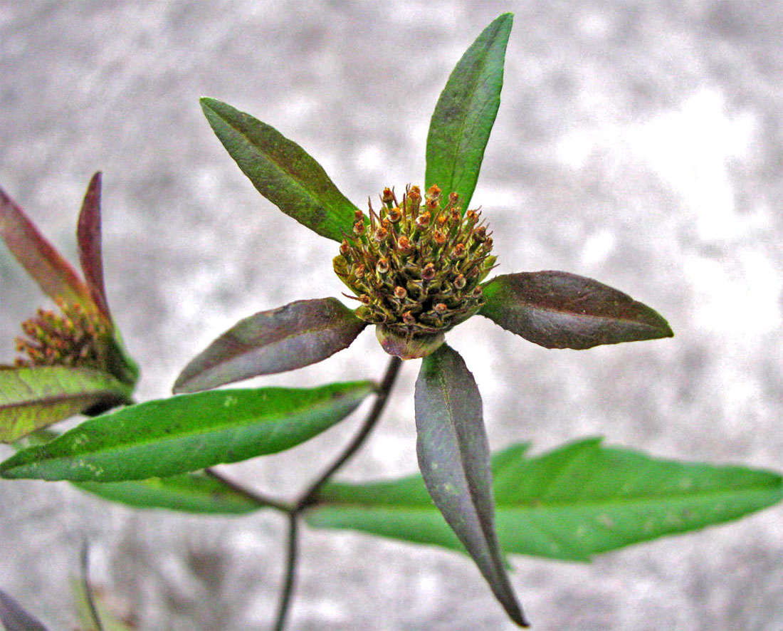 Image of Bidens connata specimen.