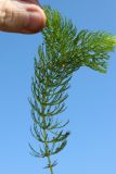 Ceratophyllum demersum