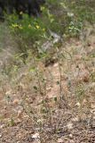 Trigonella striata