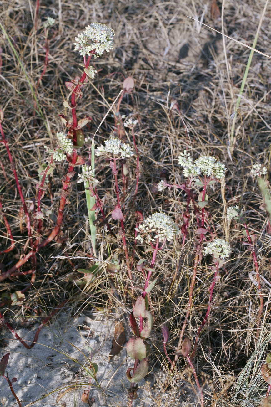 Image of Hylotelephium stepposum specimen.