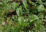 genus Rumex