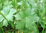 Geranium saxatile