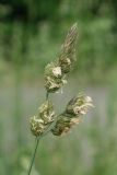 Dactylis glomerata