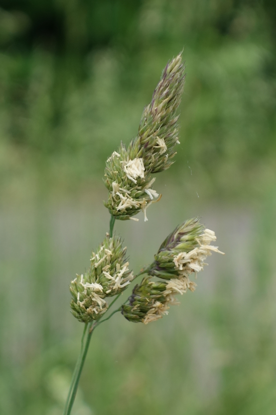 Image of Dactylis glomerata specimen.