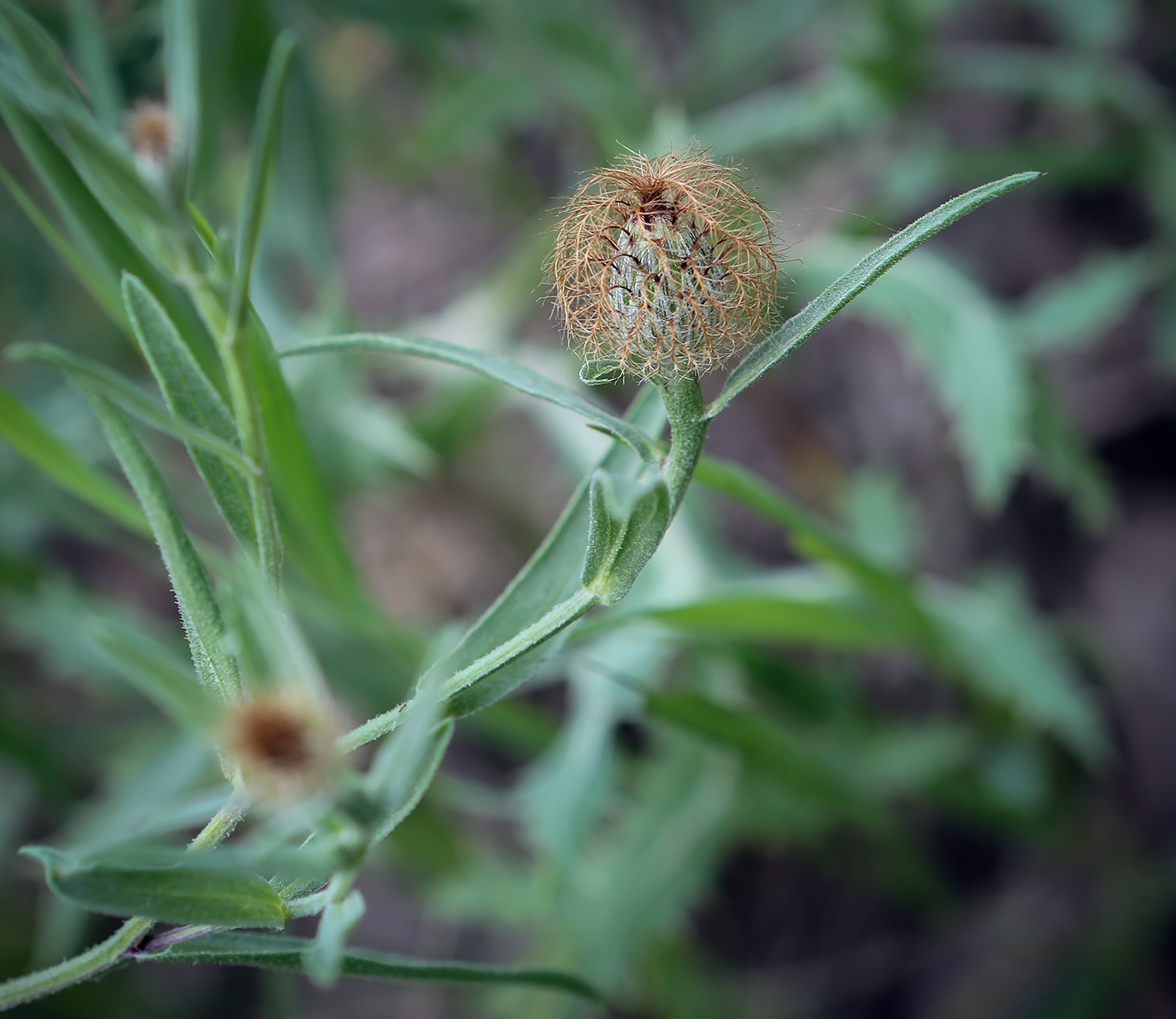 Image of Centaurea trichocephala specimen.