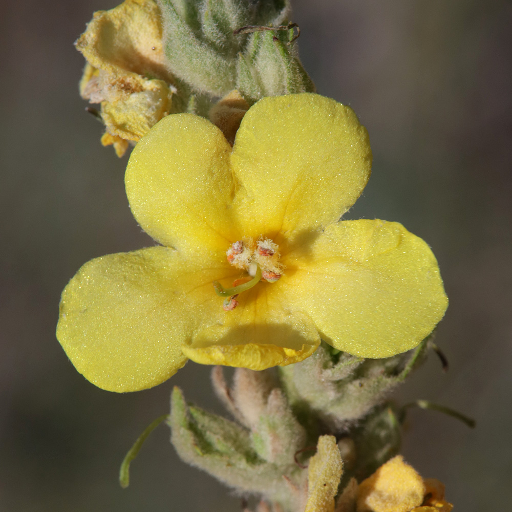 Image of genus Verbascum specimen.