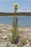 Linaria ruthenica