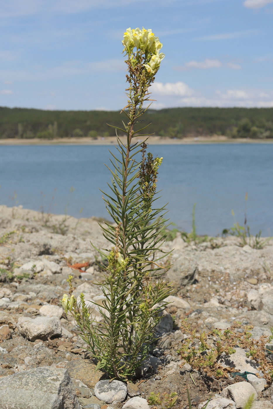 Image of Linaria ruthenica specimen.